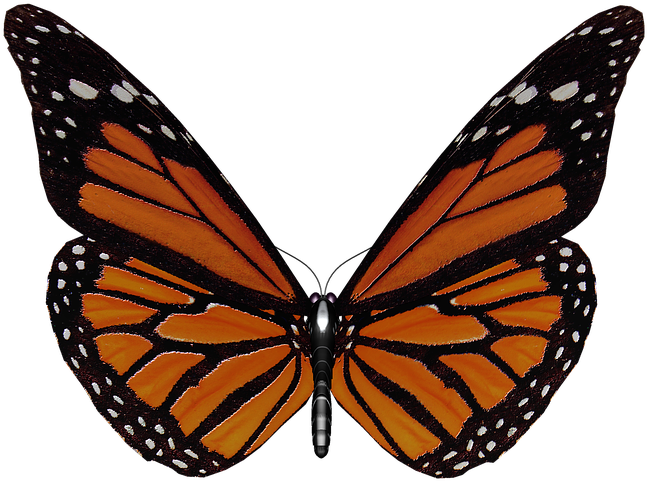 Butterfly Wings Png - Butterfly Clipart (960x637), Png Download