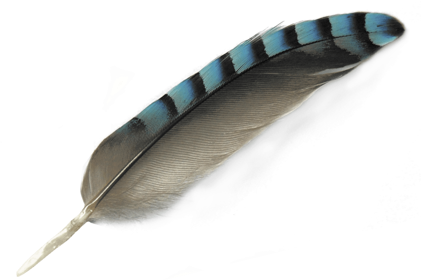 Feather Png Clipart (850x576), Png Download