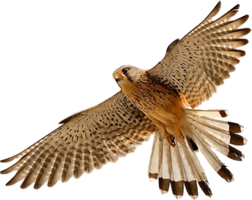 Download Free Falcon Birds Png Transparent Images Transparent - Falcon Png Clipart (700x525), Png Download