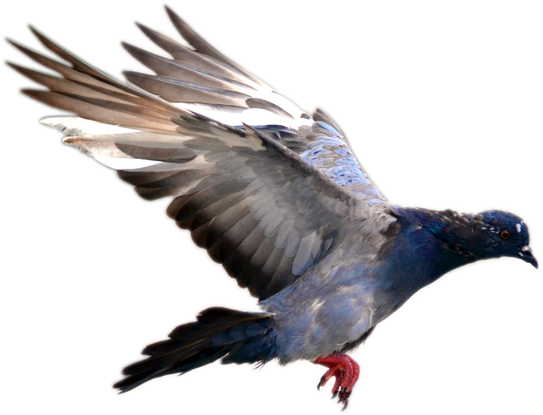 Pigeon, Flying, Bird, Nature, Day, Move, Park, Feather - Pigeon Flying Png Clipart (960x600), Png Download