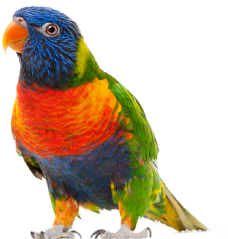 Parrot Png Free Download - Parrot .png Clipart (600x524), Png Download
