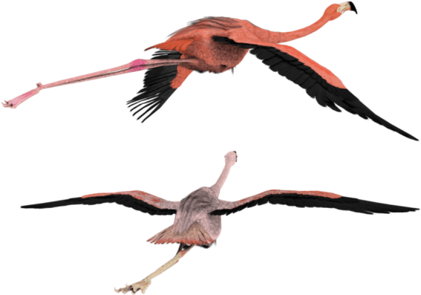 Free Png Download 3d Flying Bird Png Images Background - 3d Flying Bird Png Clipart (850x596), Png Download