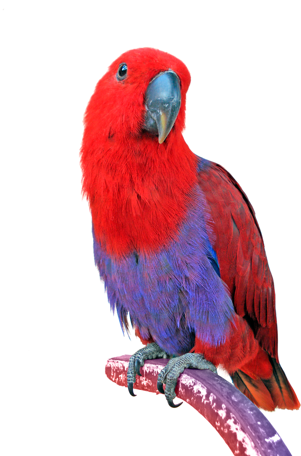 Png Image Information Clipart (614x930), Png Download