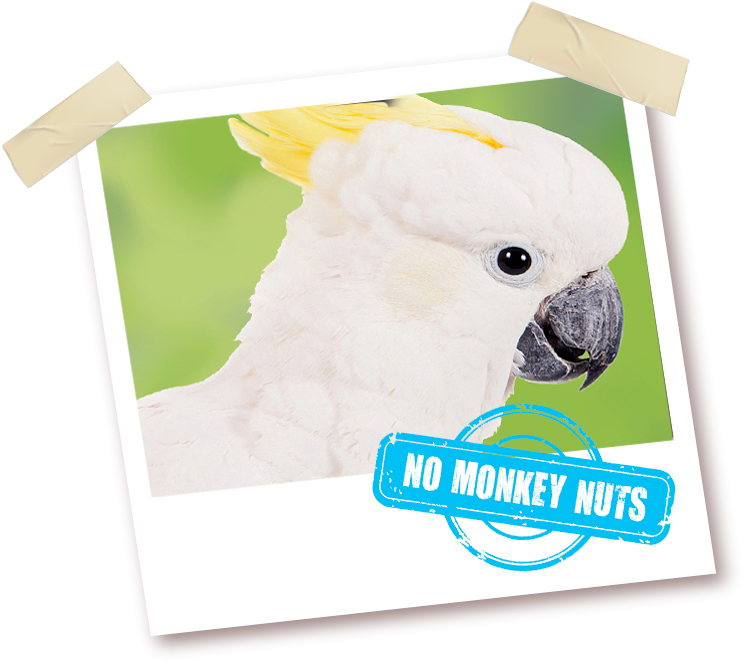 With No Monkey Nuts - Sulphur-crested Cockatoo Clipart (755x665), Png Download