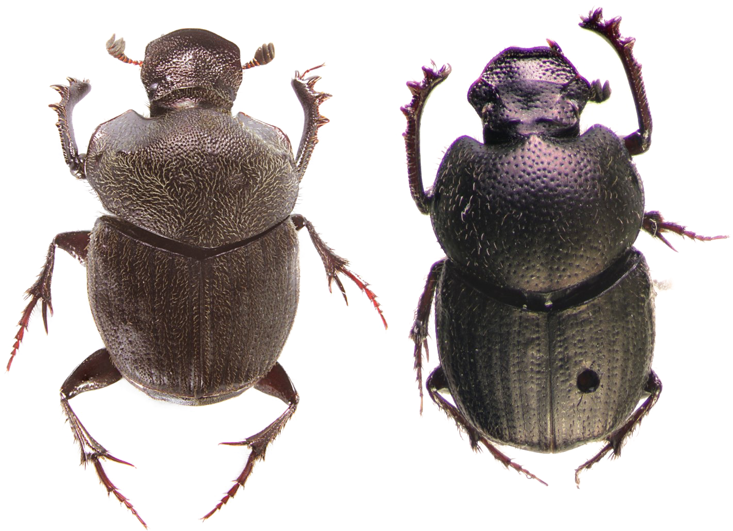 Dung Beetle Png Photos - Dung Beetle Png Clipart (1441x1031), Png Download