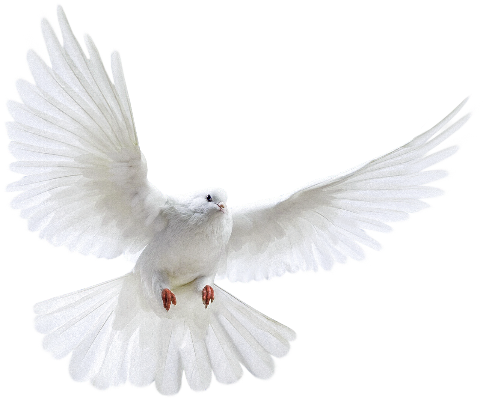 White Flying Pigeon Png Image Clipart (2200x1956), Png Download