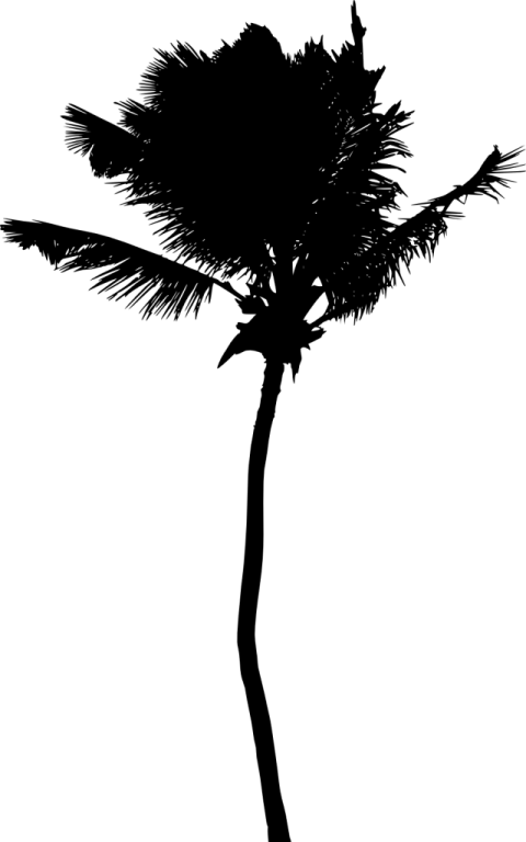 Free Png Palm Tree Silhouette Png - Silhouette Clipart (480x768), Png Download