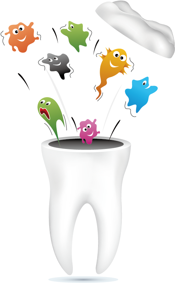 Single Teeth Png Photo - Tulip Clipart (1181x1181), Png Download
