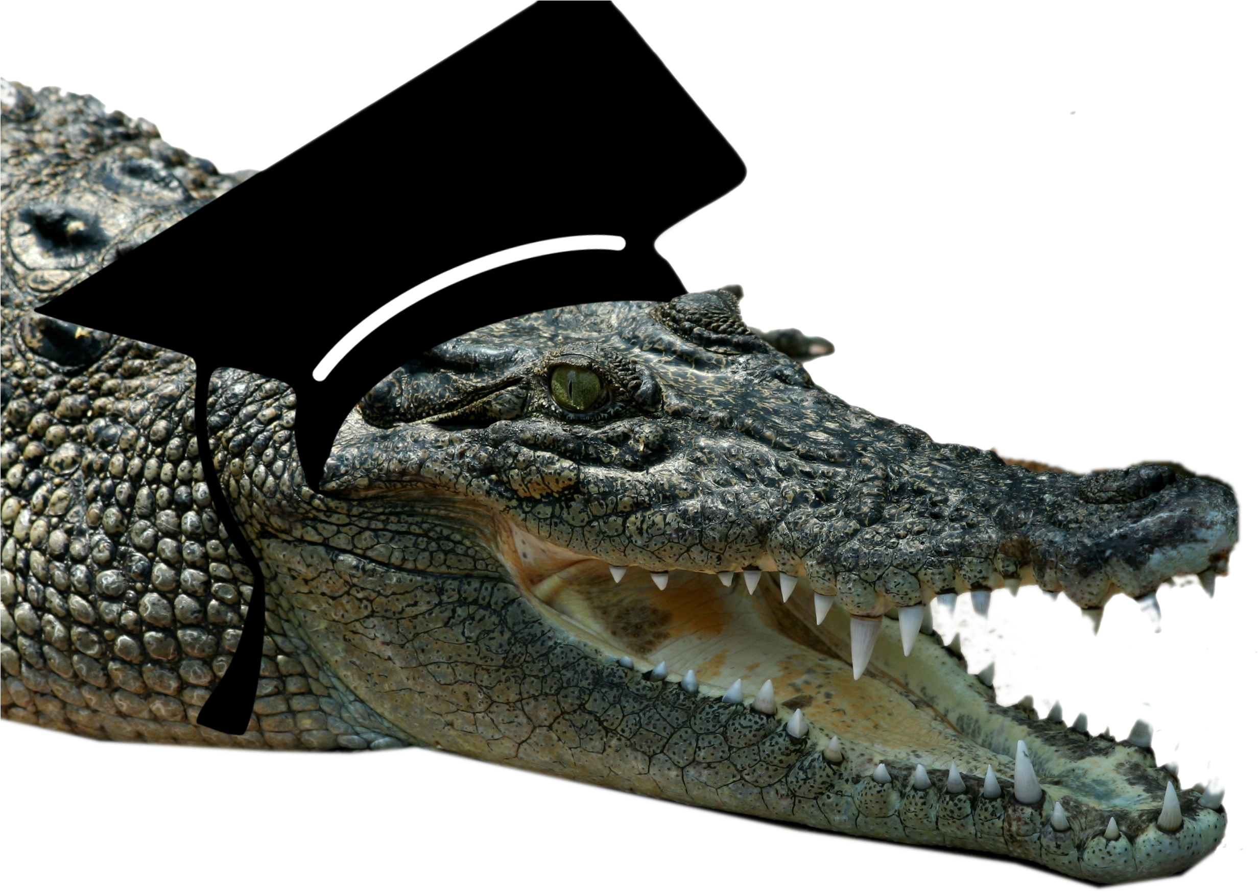 Crocodile Clipart (2469x1851), Png Download