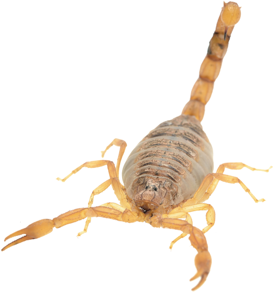 Vector Library Stock Pest Control Organic Termite - Transparent Scorpion Clipart (722x650), Png Download