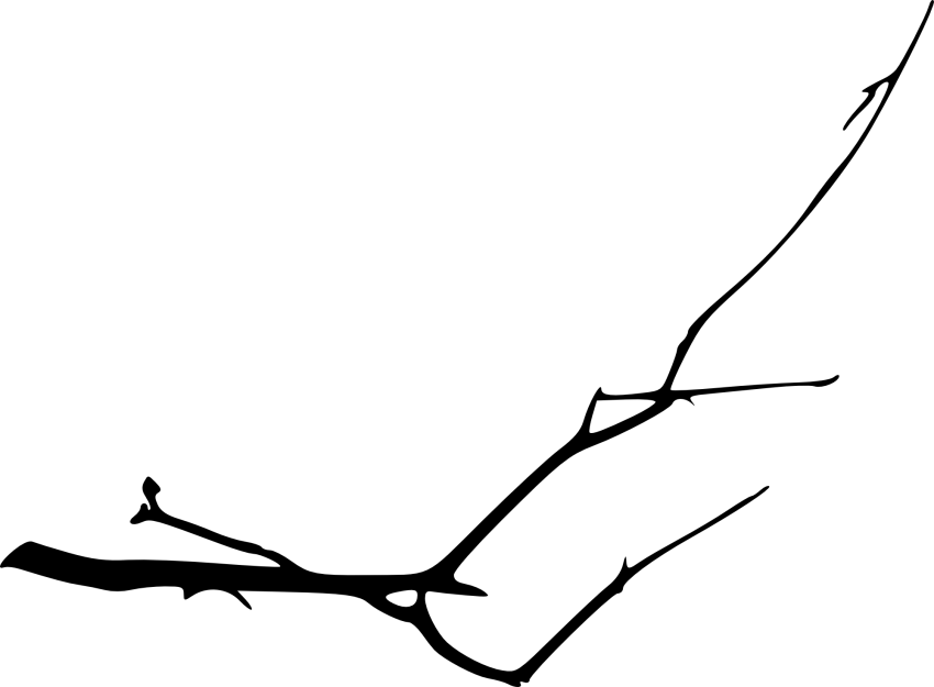 Free Png Simple Tree Branch Png - Line Art Clipart (850x625), Png Download