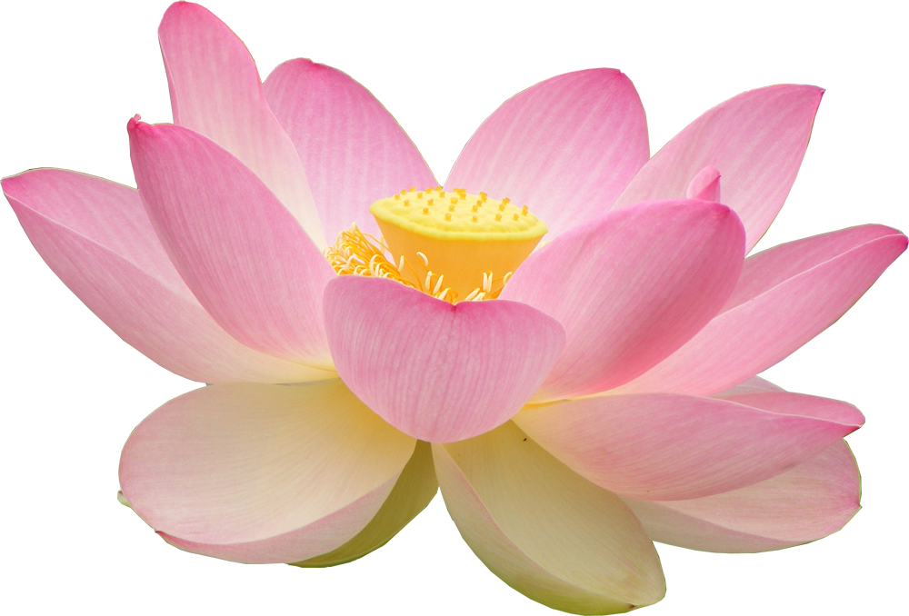 Lotus Flower Png - Buddhism Lotus Flower Png Clipart (1000x678), Png Download
