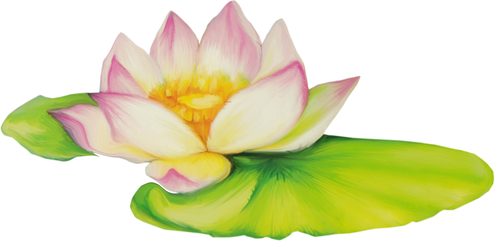 Nelumbo Nucifera Flor De Dibujo Clip Art - Lotus Flower Drawing Png Transparent Png (1653x806), Png Download