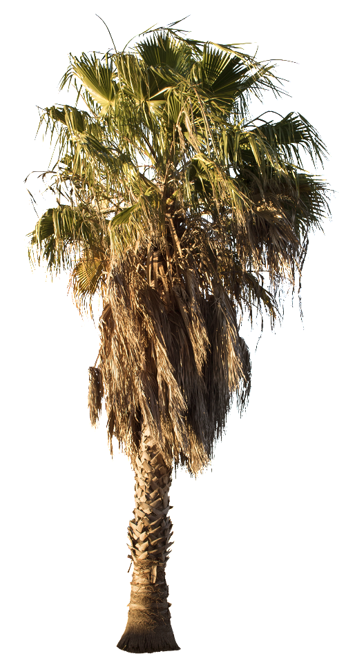 Desert Palm Tree Png Clipart (514x950), Png Download