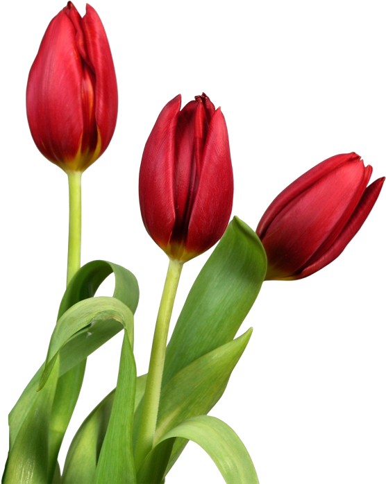 File Name Flowers Photo Picture Tulips Beauty Macro - Good Morning Beautiful Flowers Clipart (576x710), Png Download