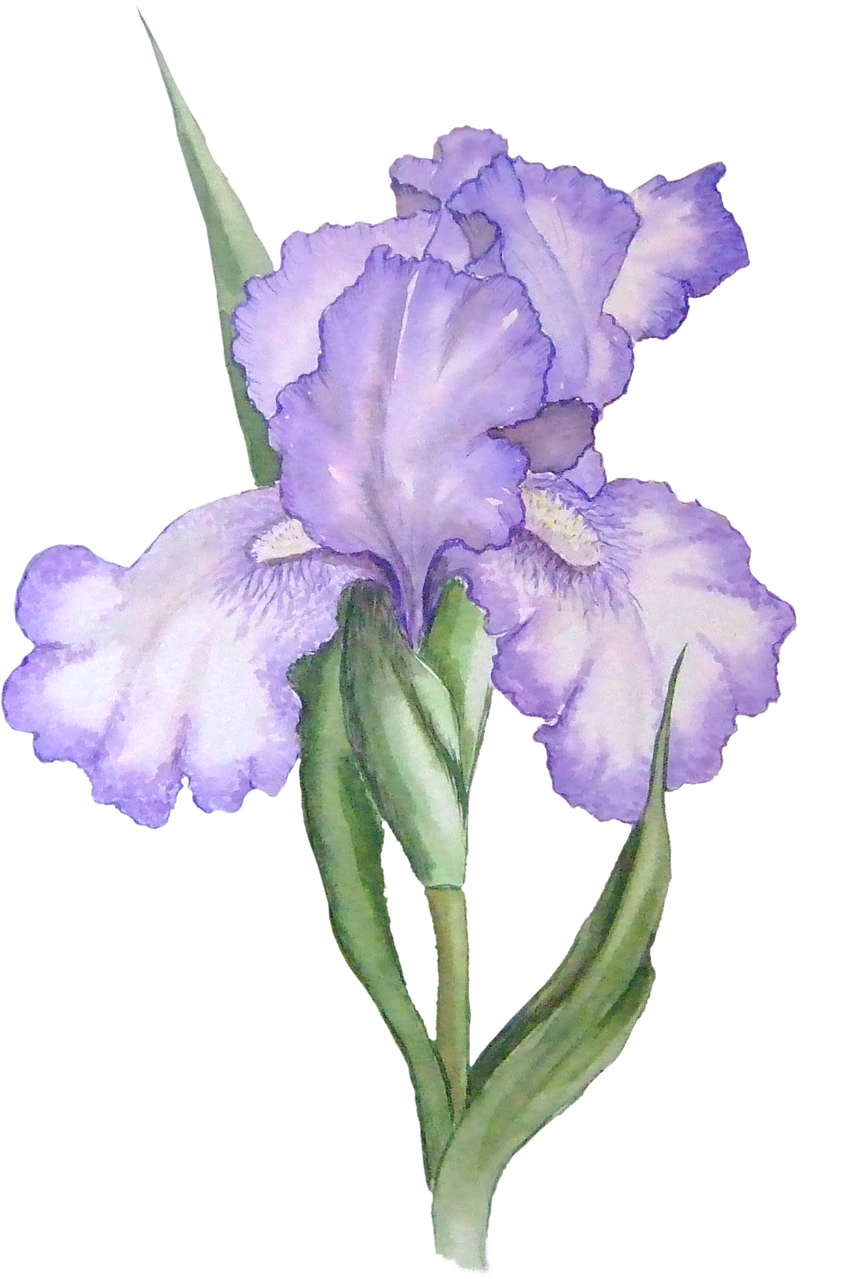 Iris Cliparts - Iris Flower Transparent Background - Png Download (1235x1859), Png Download