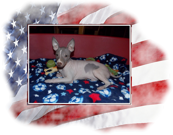 Mike V Usa Ostry Na Web - Peruvian Hairless Dog Clipart (700x560), Png Download