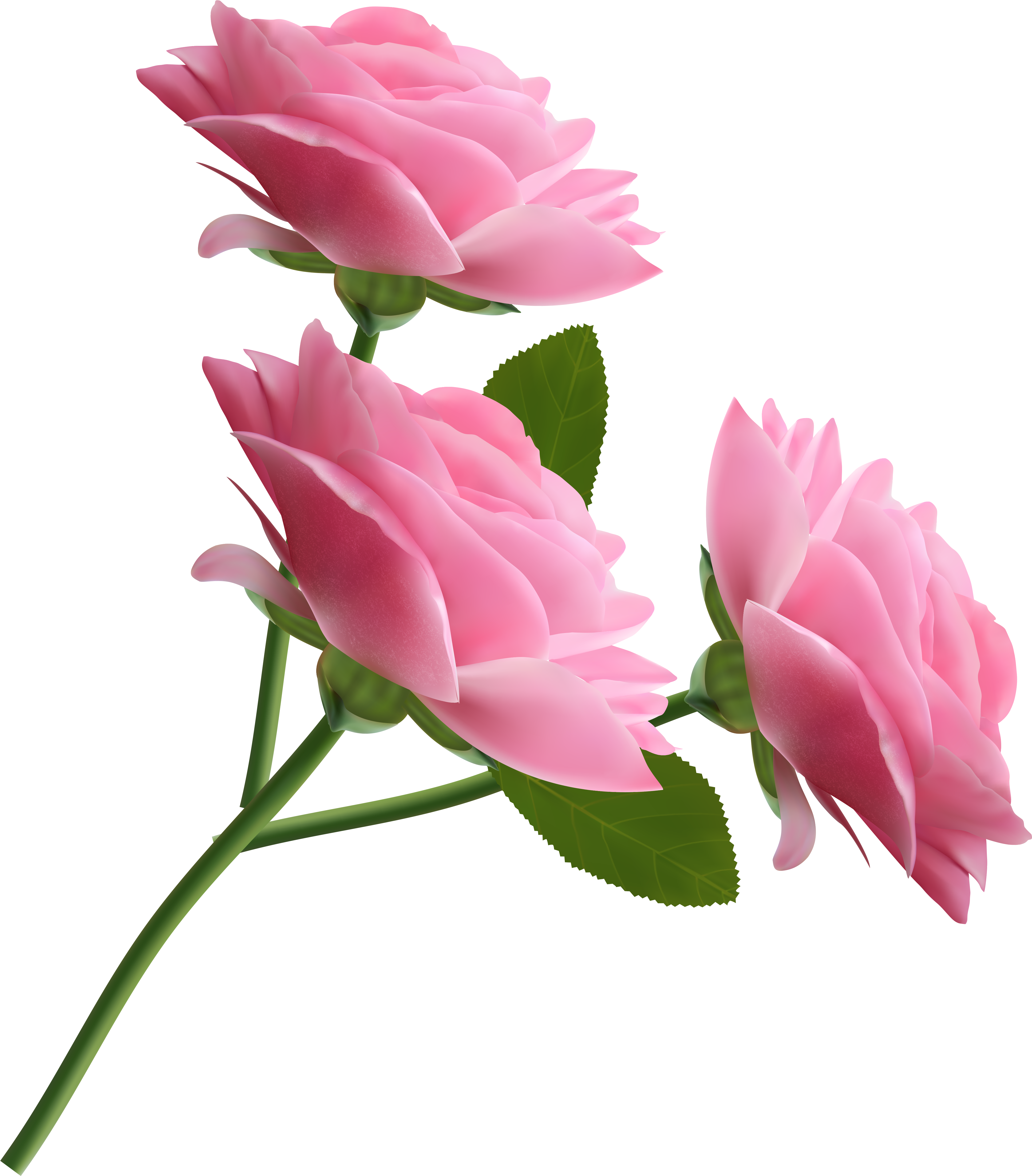 Pink Roses Transparent Png Transparent Background Png Pink Rose Background Clipart Large Size Png Image Pikpng