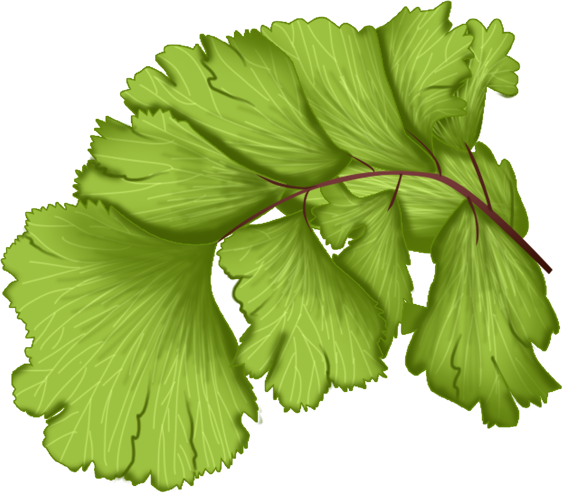 Maidenhair Fern Plant Green Leaves Png And Psd - Leaf Vegetable Clipart (2000x2000), Png Download