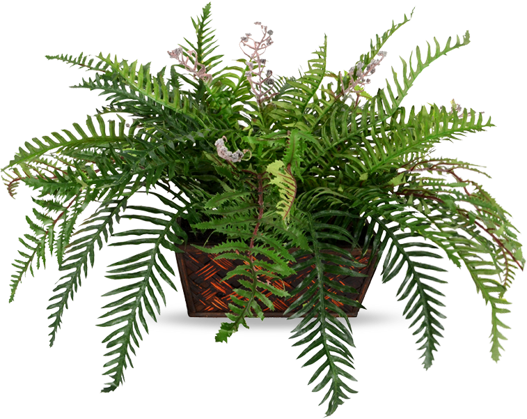 Roystonea Clipart (780x600), Png Download