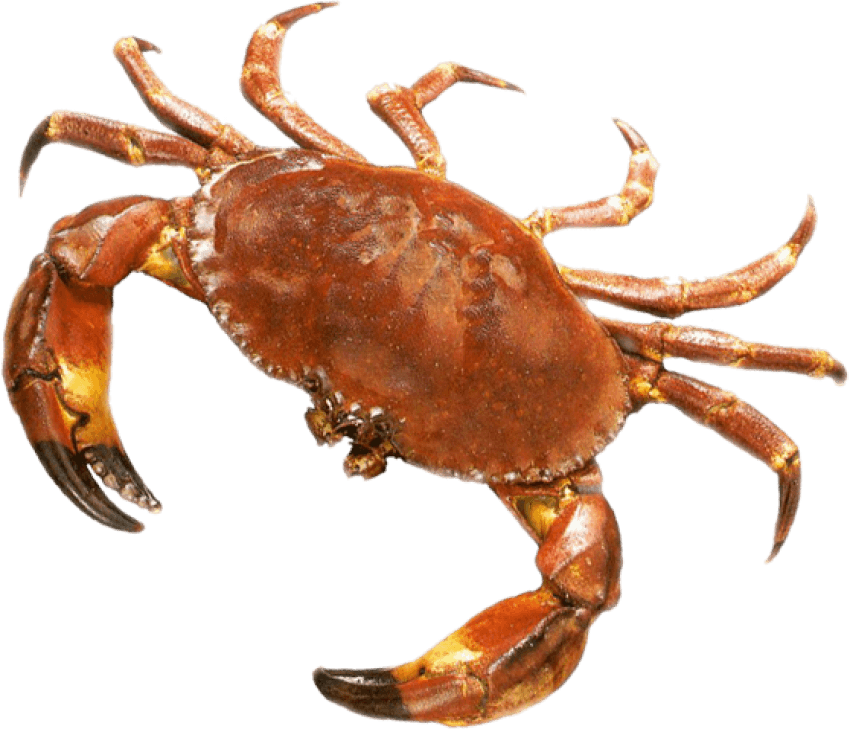 Download Crab Png Images Background - Stone Crab Clipart (850x729), Png Download