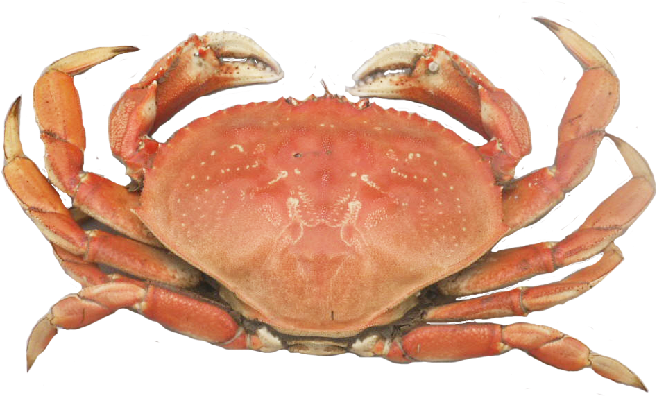 Dungeness Crab Png - Cooked Dungeness Crab Clipart (1121x686), Png Download