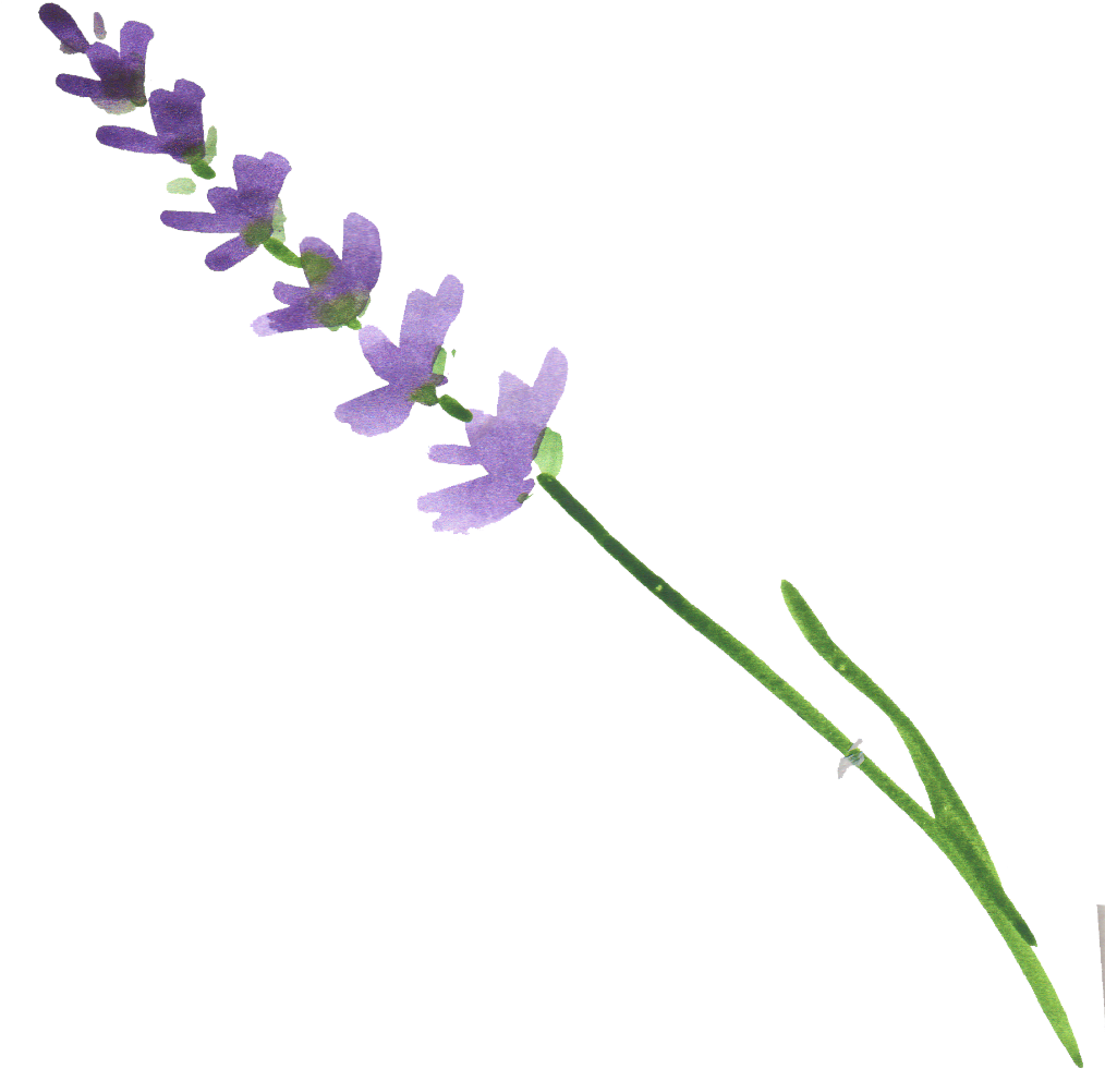 Ftestickers Flower Watercolor Lavender - Watercolor Lavender Transparent Clipart (1014x981), Png Download