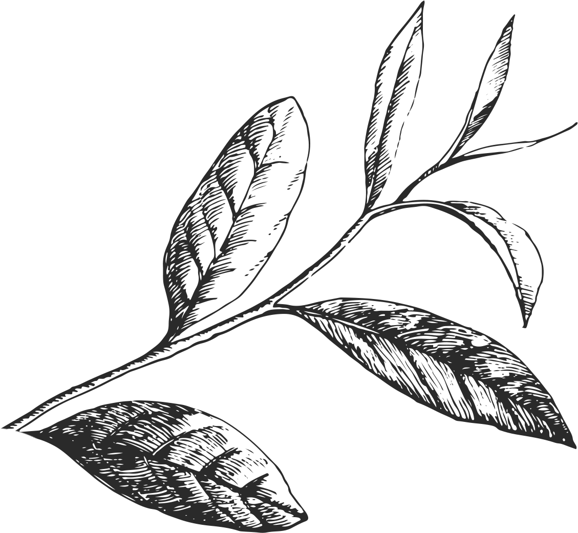 Green Tea Leaves Art - Green Tea Leaves Drawing Clipart (1129x1041), Png Download