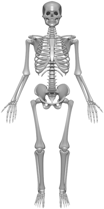 Human Skeleton, Bones, Skull, Anatomy, Skeleton - Label A Skeleton Year 3 Clipart (481x720), Png Download