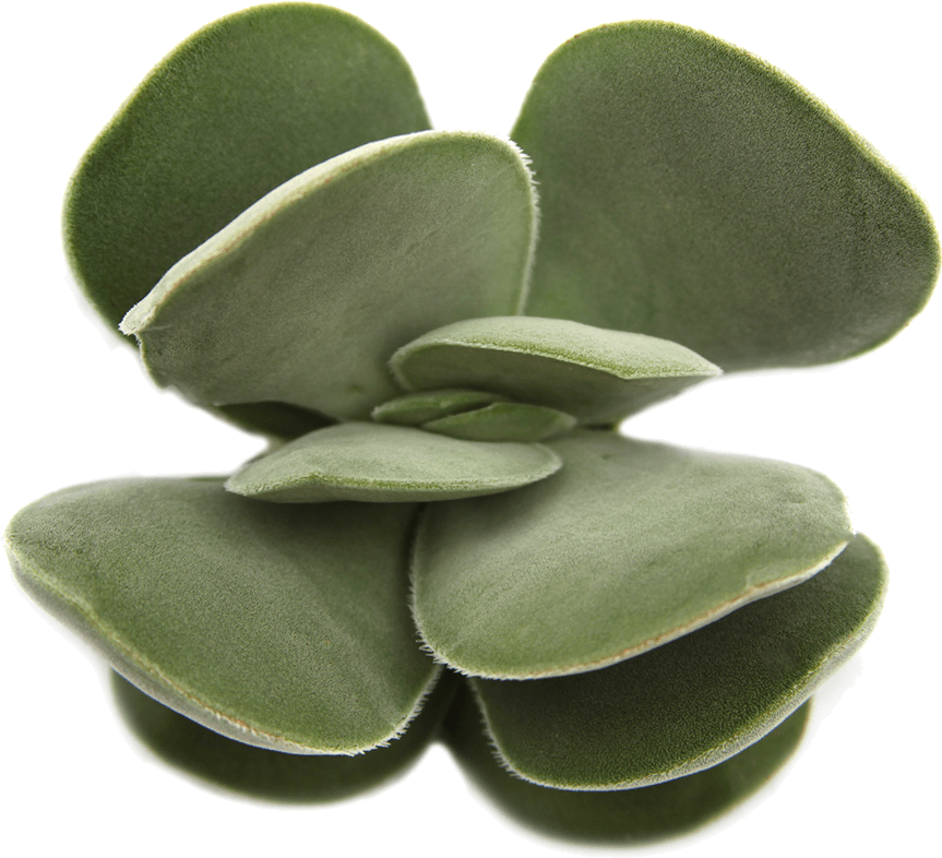 Succulent Png Free Clipart (863x786), Png Download