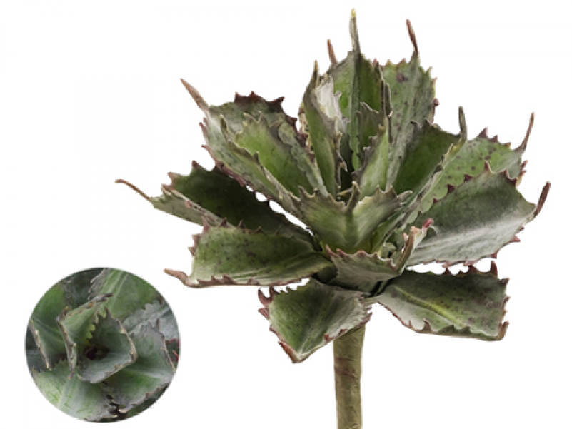 5" Succulent Pick Frosted Green - Agave Azul Clipart (800x800), Png Download