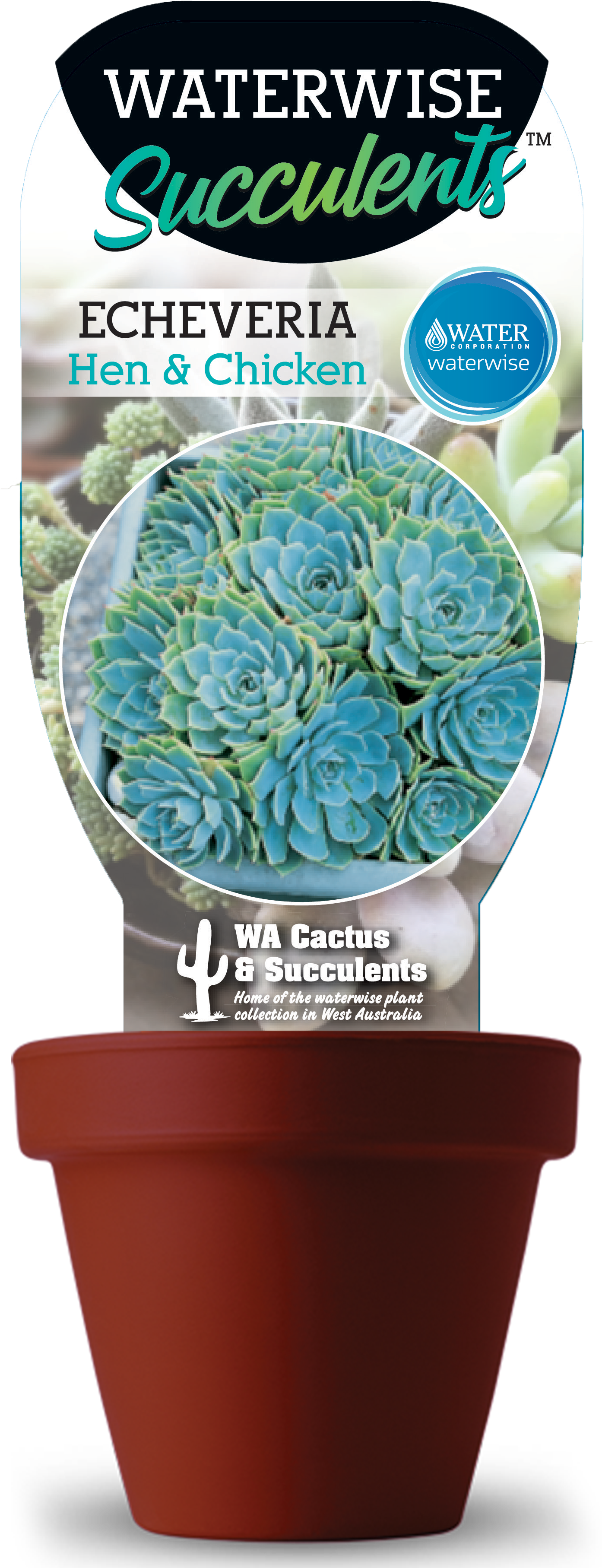 Hen - Cactus Clipart (1426x3712), Png Download