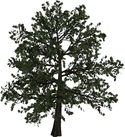 Jpg Freeuse Download Woody Plant Trunk Transprent Png - Tree Clipart (640x633), Png Download