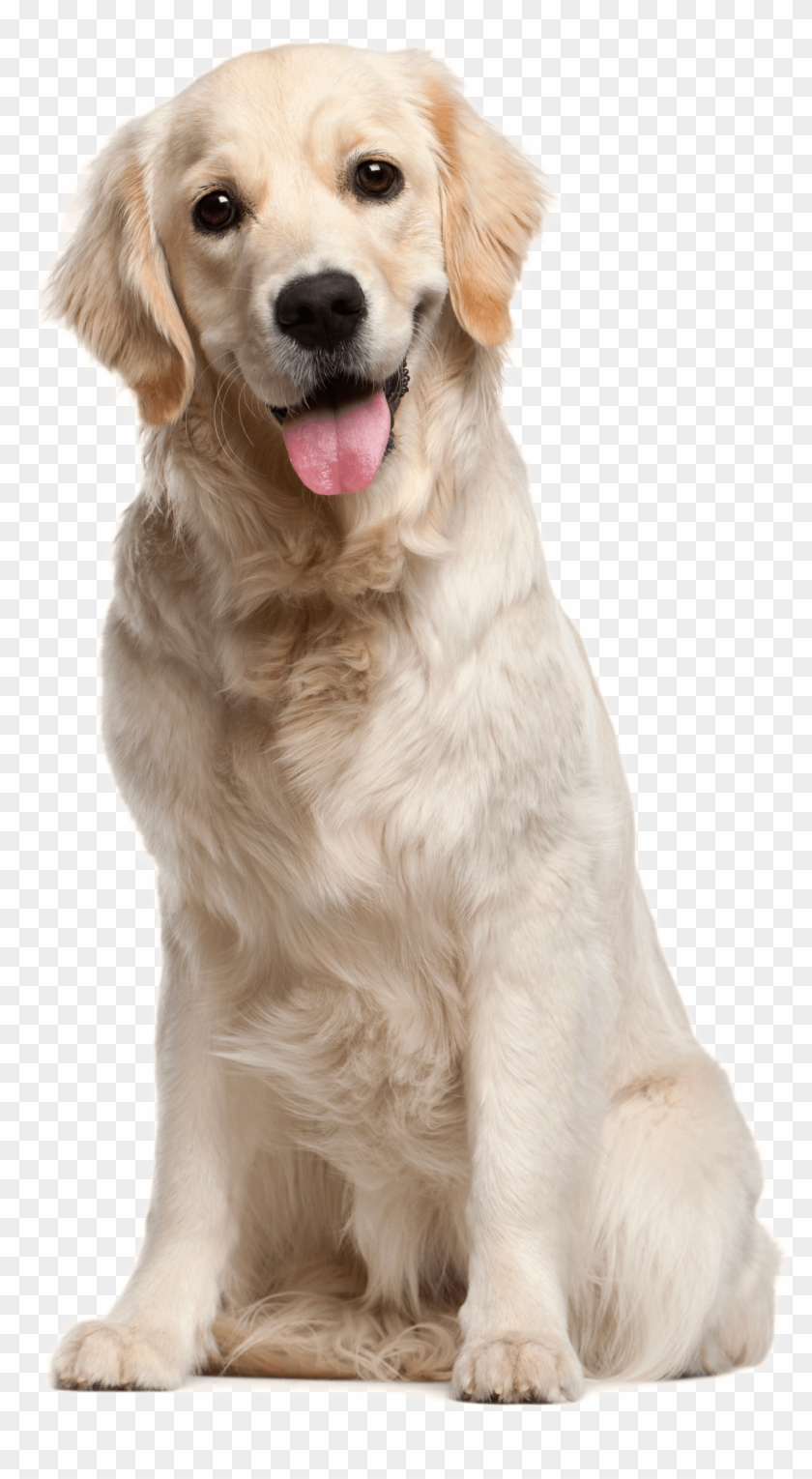 Dog File Png Image - Golden Retriever Clipart #128