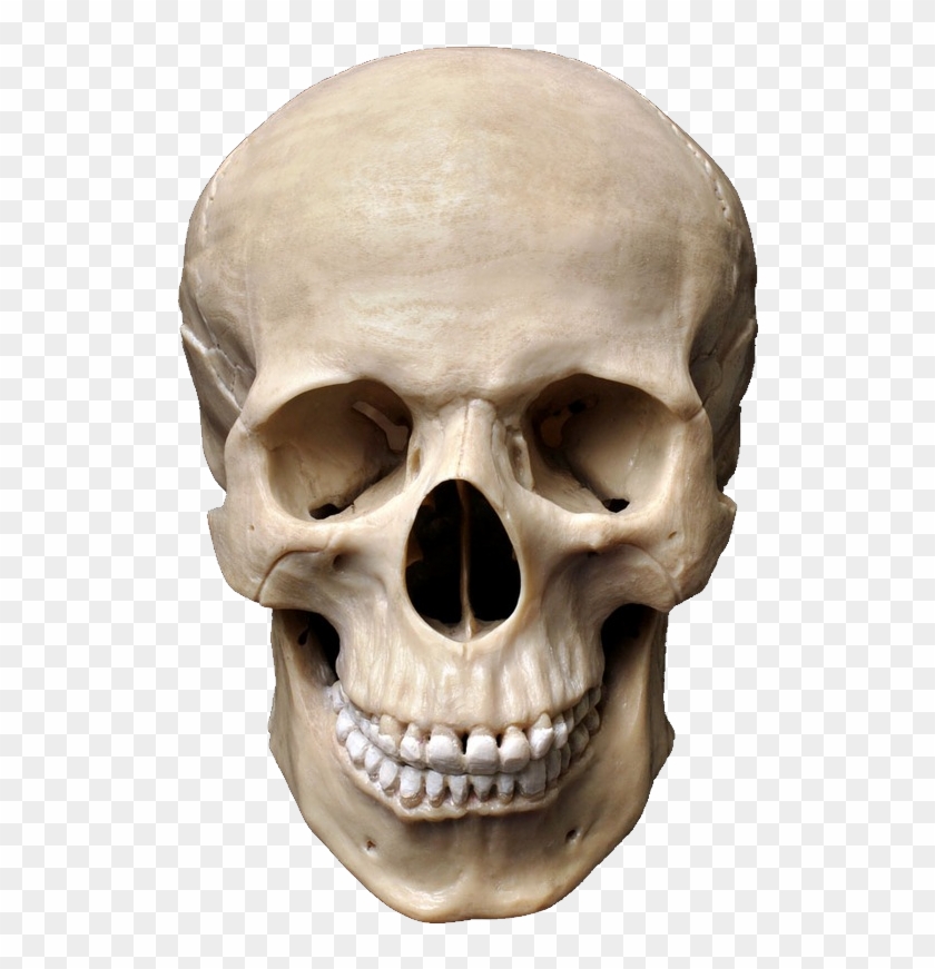 Real Skull Front View Clipart
