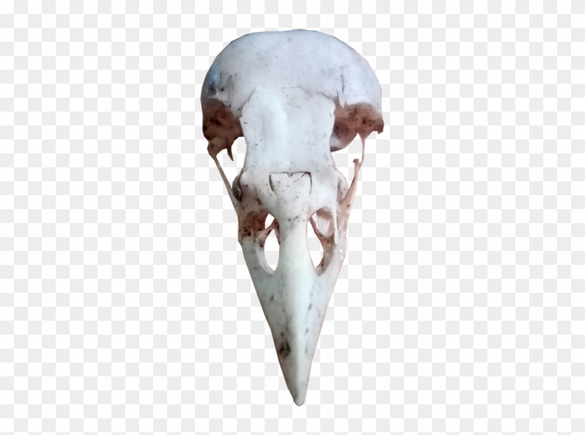 Bird Skull Png - Bird Skull Transparent Background Clipart #2441