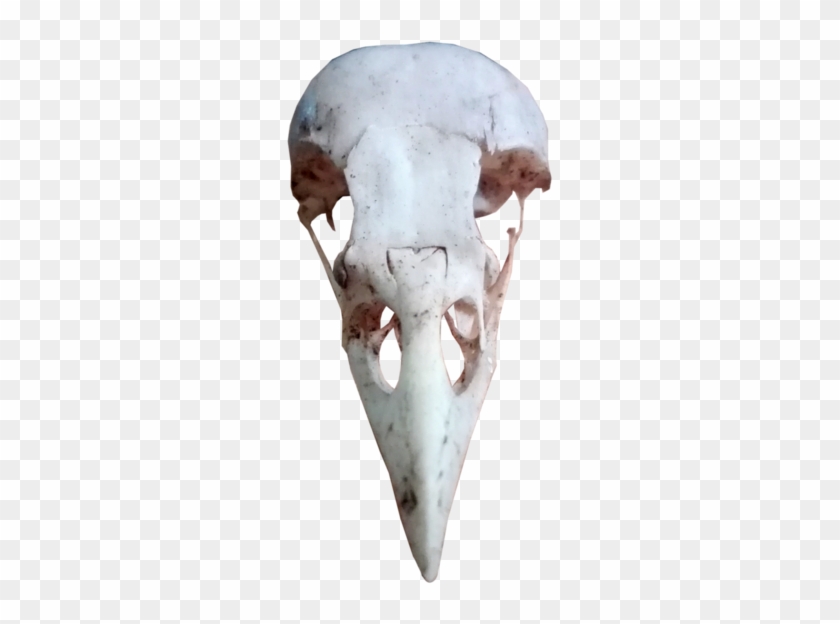 Bird Skull Png - Bird Skull Transparent Background Clipart