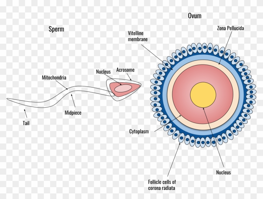 The Sperm And Ovum During Fertilization - Halloween Gifts To Teachers Middle School Clipart