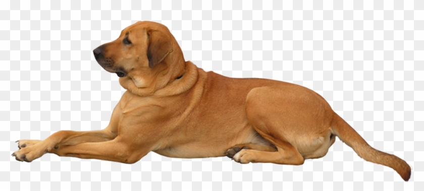 Dog Png Clip Art - Dog Png Transparent Png #254