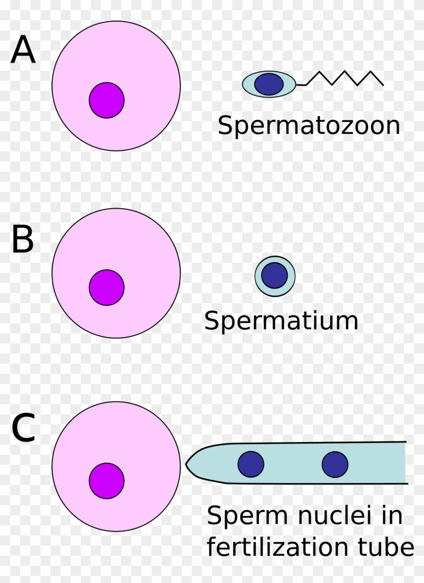 Open - Circle Clipart