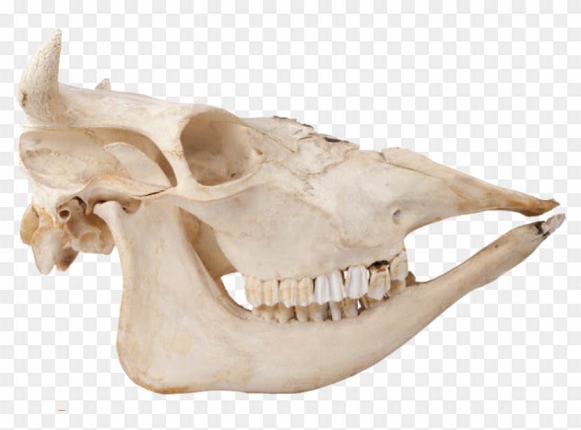 Where To Find There Are Over A Billion Cows In The - Skull Clipart #2773