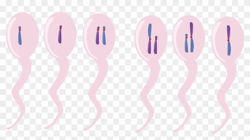 Computer Icons Chromosomal Translocation Directory - Chromosome Clipart - Png Download #2983