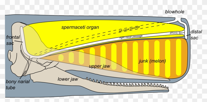 Sperm Whale Head Anatomy - Sperm Whale Head Clipart