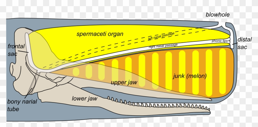 Sperm Whale Head Anatomy - Sperm Whale Head Clipart #3005