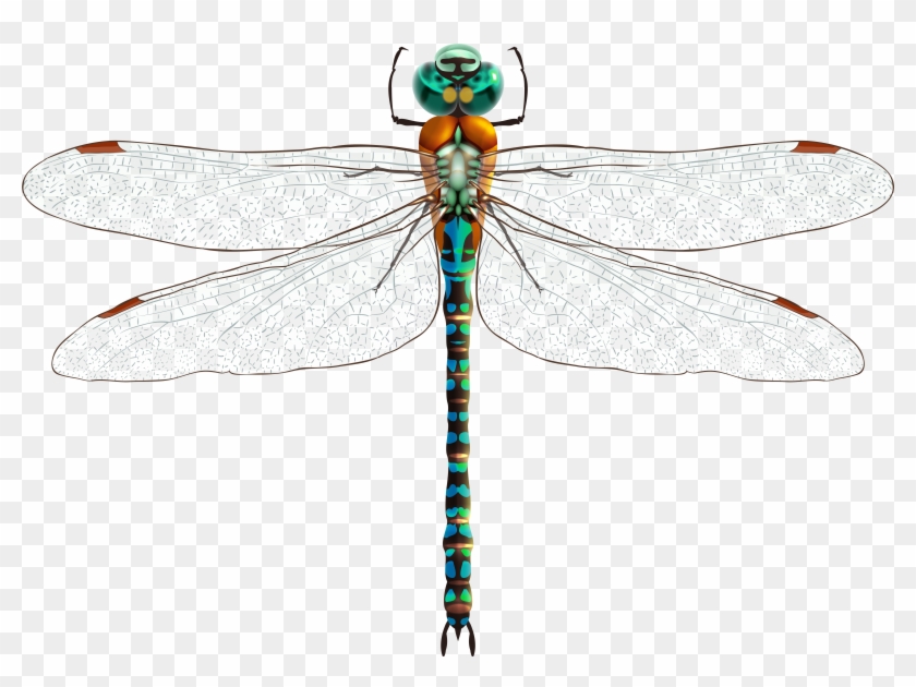 Dragonfly Png Clip Art - Стрекоза Пнг Transparent Png #3216