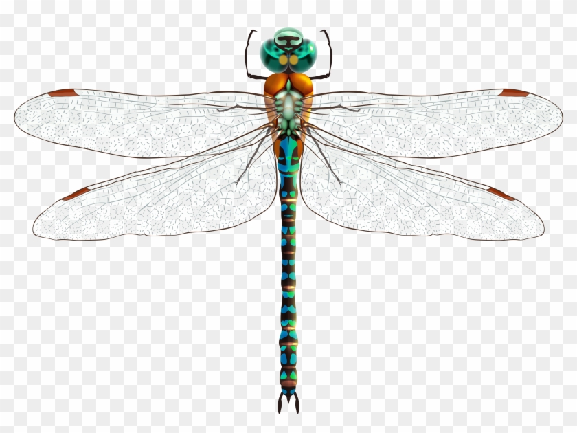 Dragonfly Png Clip Art - Стрекоза Пнг Transparent Png