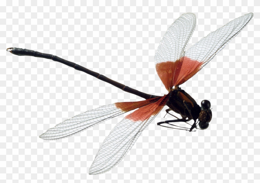 Dragonfly Png Clipart #3352