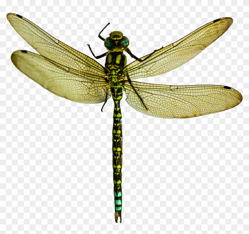 Dragonfly Png Clipart #3412
