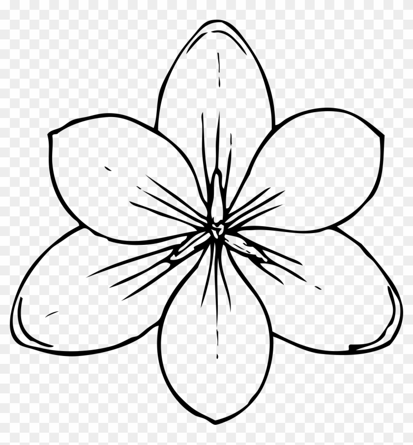 Best Ideas Of Lotus Flower Outline Clipart Illustrations - Flower Top View Drawing - Png Download #3413