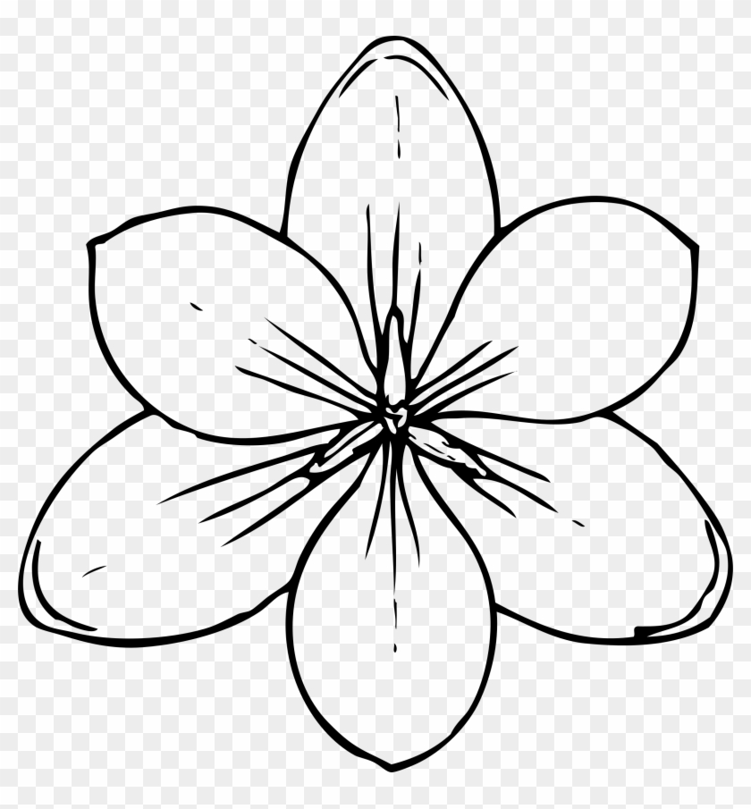 Best Ideas Of Lotus Flower Outline Clipart Illustrations - Flower Top View Drawing - Png Download